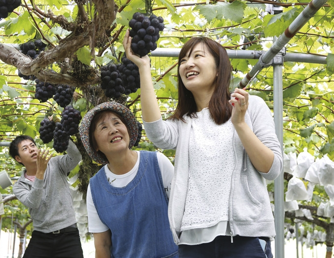 藤稔葡萄的種植方法和注意事項介紹