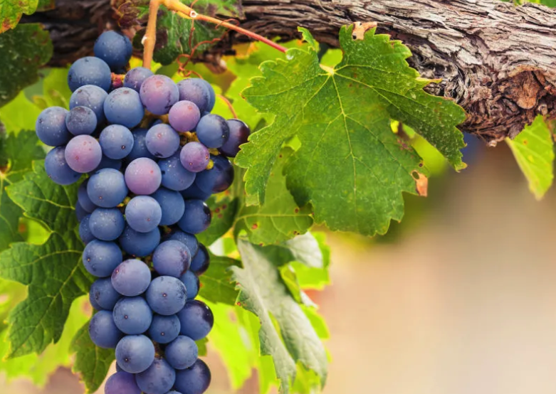 藤稔葡萄有哪些繁殖方式，需要注意什麼?