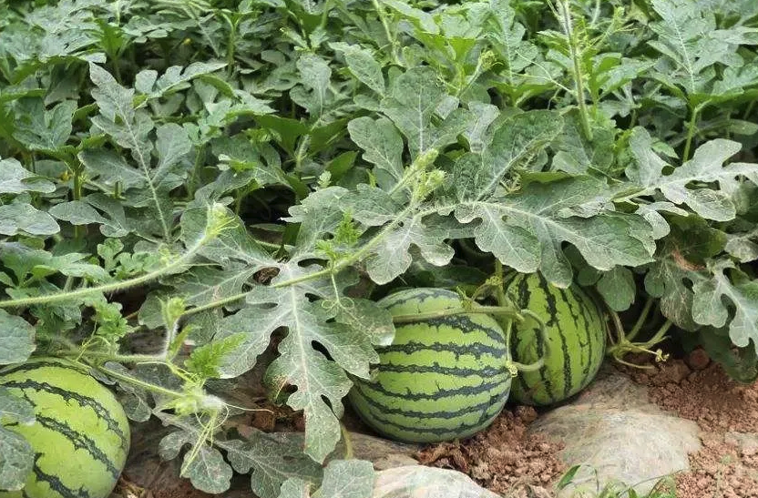 西瓜需要種植多長時間才能結果?