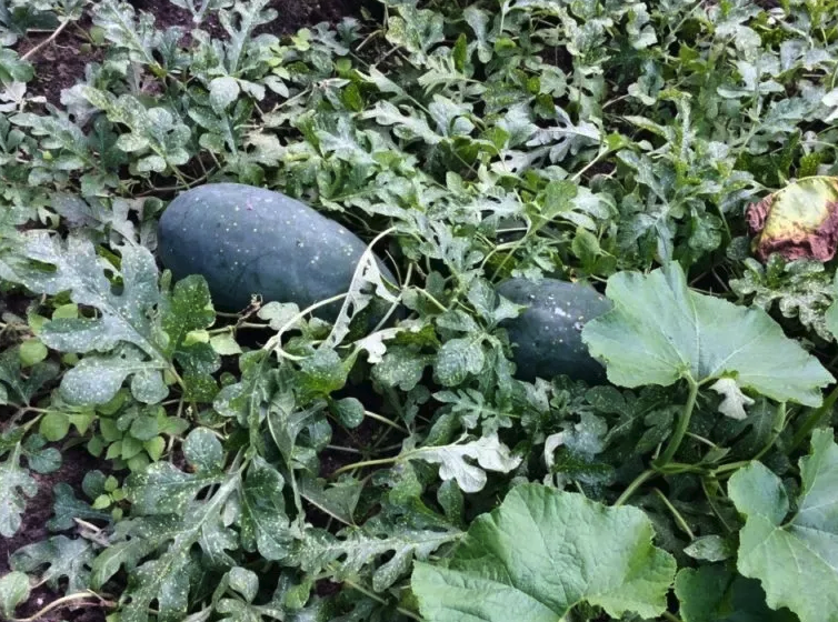西瓜需要種植多長時間才能結果?