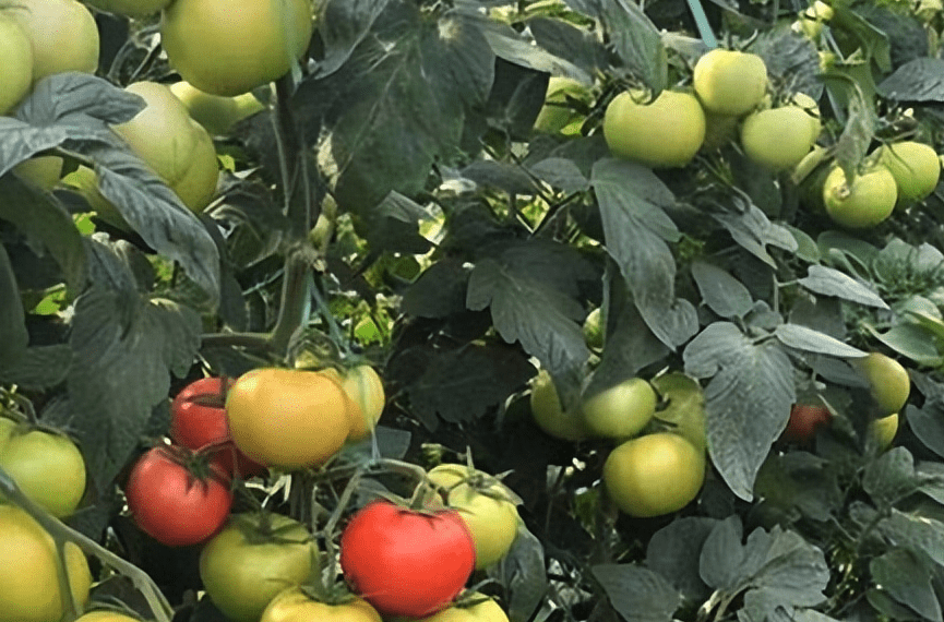 番茄在遇到低溫或高溫天氣容易落果的原因是什麼?