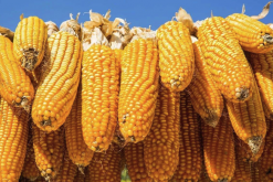 <strong>高溫天氣對玉米活性氧代謝有什麼影響？</strong>
