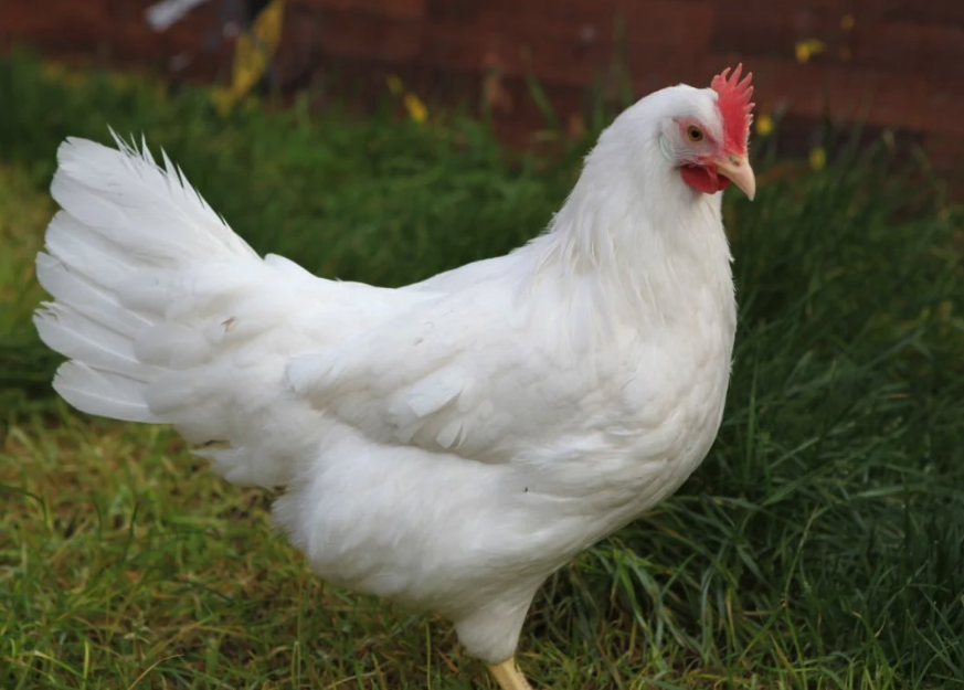 白萊霍恩雞有什麼形態特點，生長周期多久?