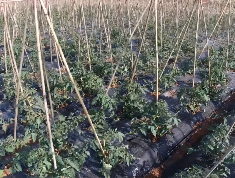 大棚番茄種植前如何進行土壤消毒?