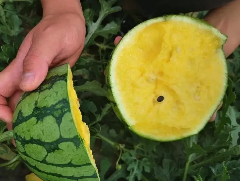 黃瓤西瓜是什麼品種，有什麼營養價值?