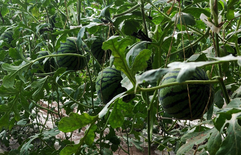 黃瓤西瓜是什麼品種，有什麼營養價值?