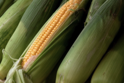 <strong>玉米如何提高耐熱性和耐幹旱性?</strong>