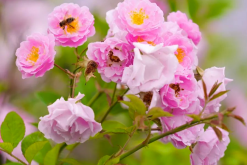 <b>粉團薔薇是什麼植物，有什麼樣的形態特點？</b>