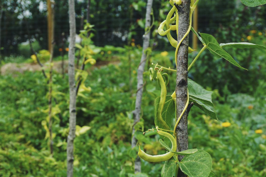 綠豆的栽種方法和注意事項介紹？