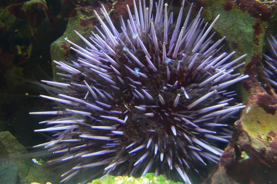 紫球海膽可以進行養殖嗎，需要注意什麼?