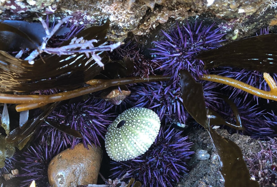紫球海膽可以進行養殖嗎，需要注意什麼?