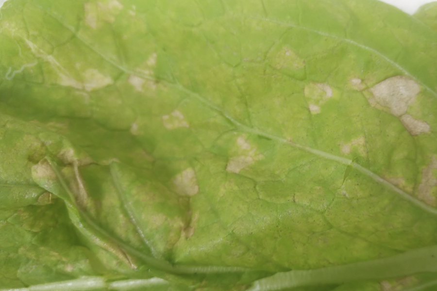 小白菜感染花葉病是什麼症狀，怎麼治療？