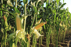 <strong>玉米灌漿期發生低溫冷害對玉米有哪些影響?</strong>