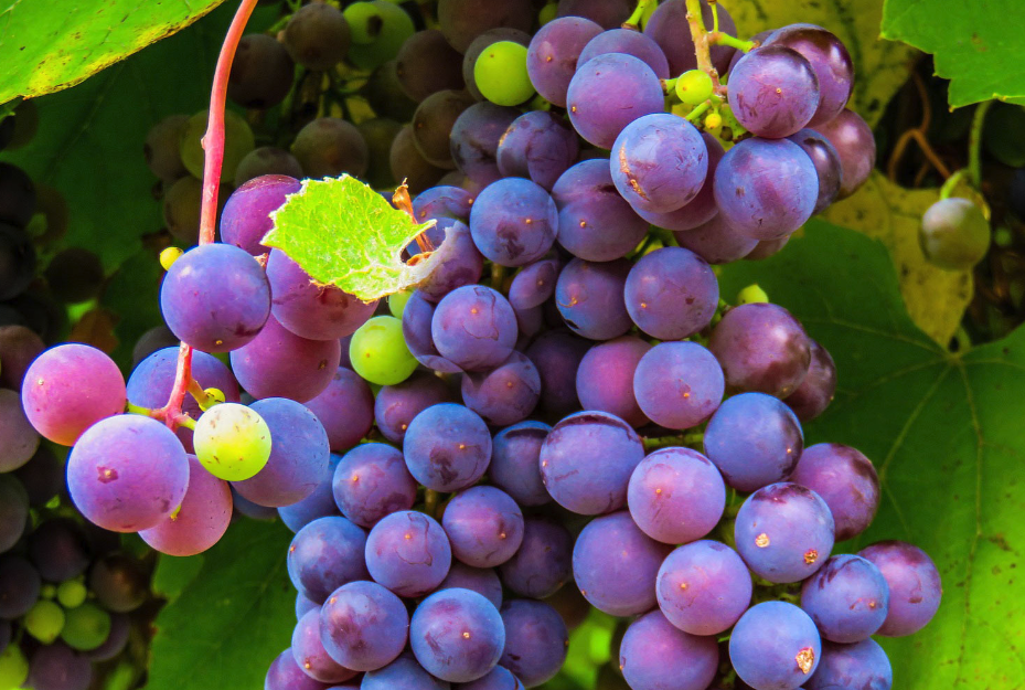 藤念葡萄有什麼形態特點和營養價值?