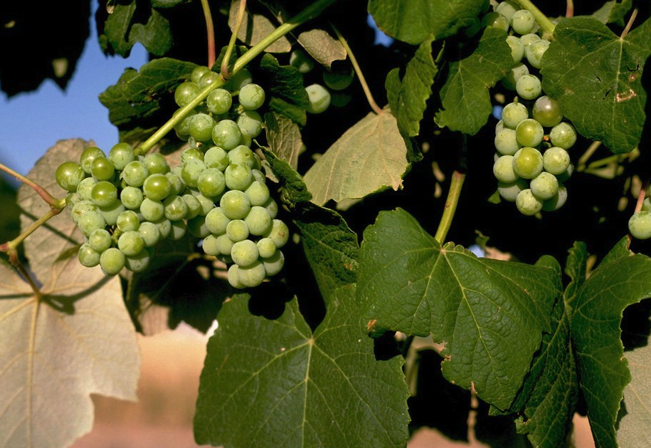 藤念葡萄有什麼形態特點和營養價值?