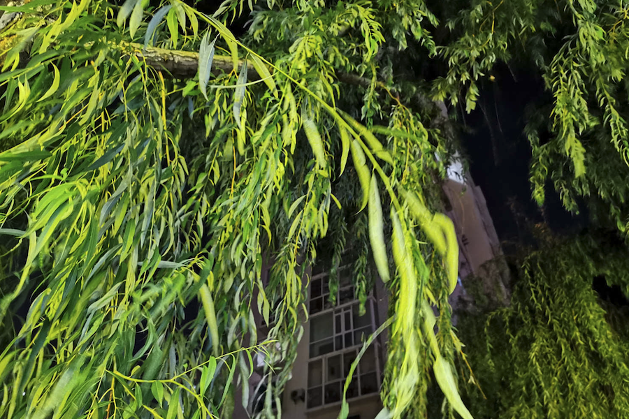黑柳有哪些生態習性,壽命一般多久?