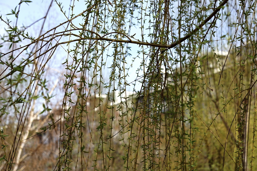 黑柳是什麼植物,有哪些形態特點?