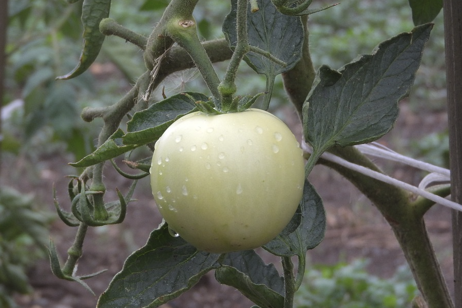 番茄感染輪紋病有什麼症狀，如何防治?