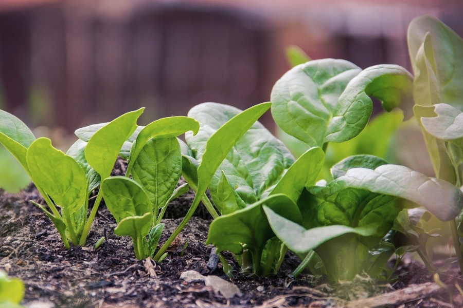 菠菜可以在秋季種植嗎，耐寒能力怎麼樣?