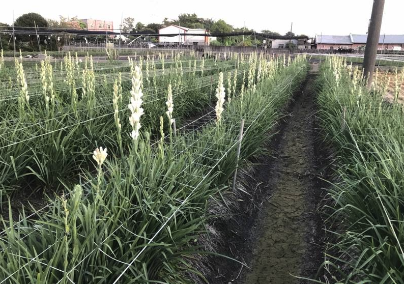 晚香玉對生長環境有什麼要求,耐寒嗎?