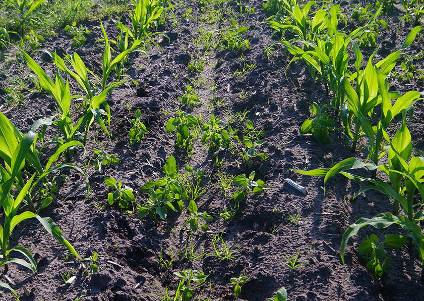 玉米地經過水澇如何防治雜草生長?