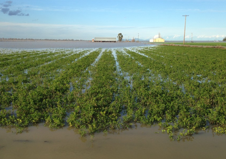 玉米地經過水澇如何防治雜草生長?