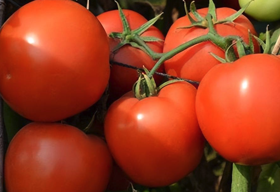 番茄土壤過分施氮肥有哪些影響?