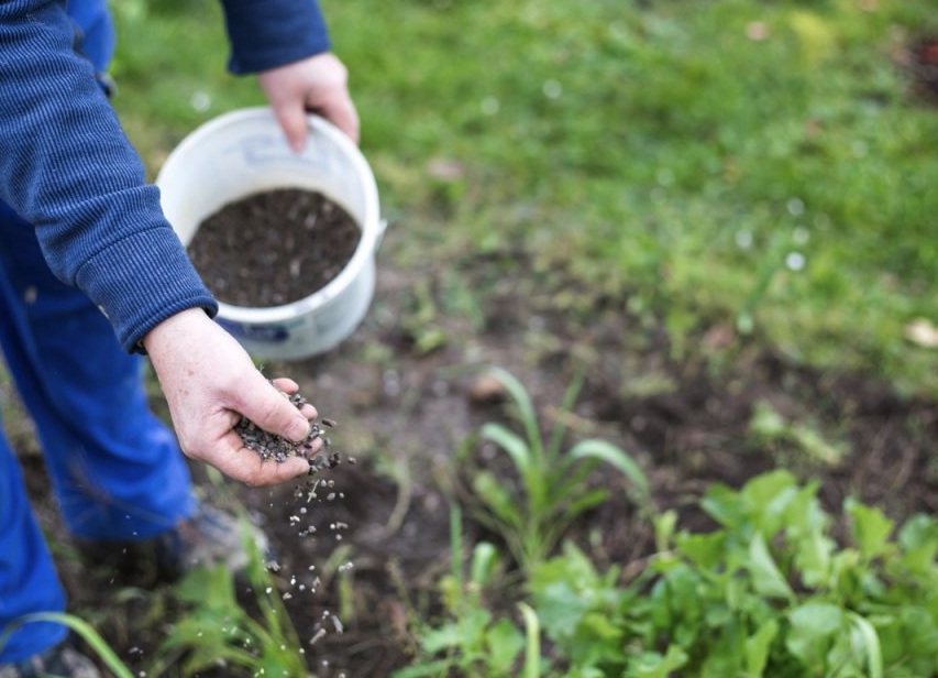 番茄土壤過分施氮肥有哪些影響?