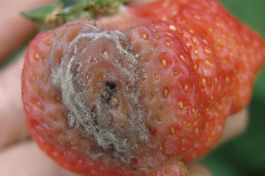 草莓灰黴病怎麼進行防治，有哪些方法？