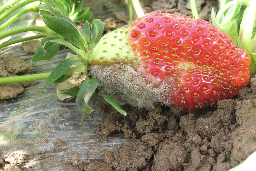 草莓灰黴病有哪些症狀，什麼原因造成的？