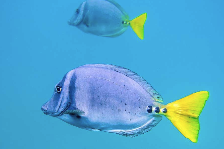 藍鰭刺尾魚有什麼生態習性和飲食習性？