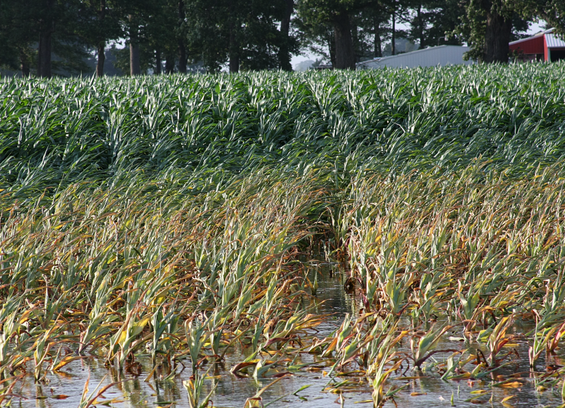 淹水之後玉米的稈子變紅是什麼原因，還會繼續生長嗎?