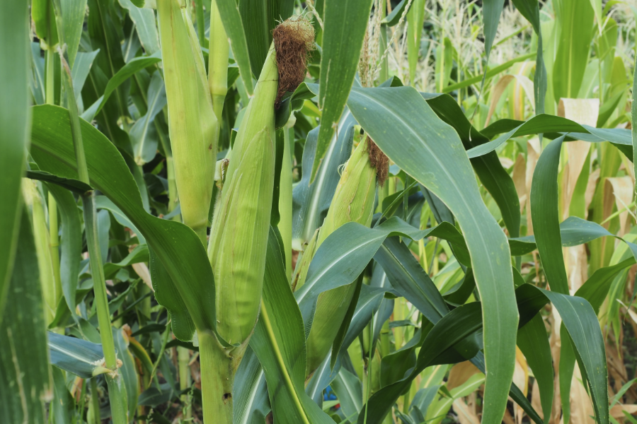 玉米出芽產生澇害對以後生長影響大嗎？