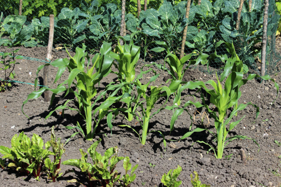 玉米出芽產生澇害對以後生長影響大嗎？