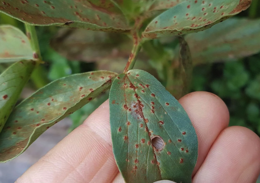 菜豆鏽病如何進行防治,有哪些方法?