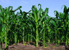 <strong>六葉期淹水對玉米籽粒行數和粒數有哪些影響?</strong>