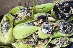 <strong>玉米黑粉病菌對玉米有哪些影響？</strong>