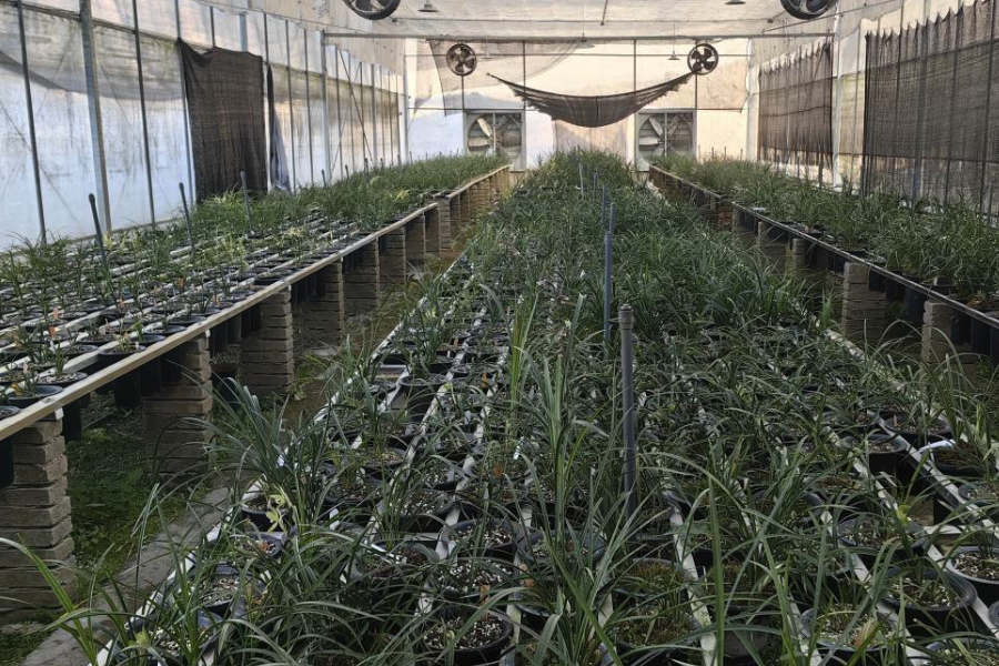 蘭花褐斑病的病菌是怎麼傳播的?