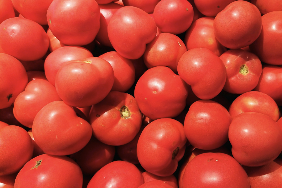 如何提高番茄幼根的生長？