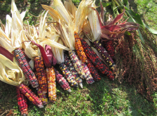 <strong>印地安玉米的玉米顏色有什麼特點，什麼原因形成的?</strong>
