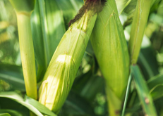 <strong>印地安玉米生長周期多久，常見病蟲害有哪些?</strong>
