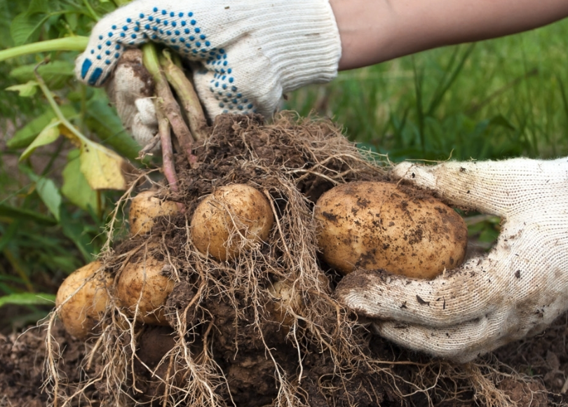 幹旱地區可以種植科羅拉多甜土豆嗎，需要注意什麼?