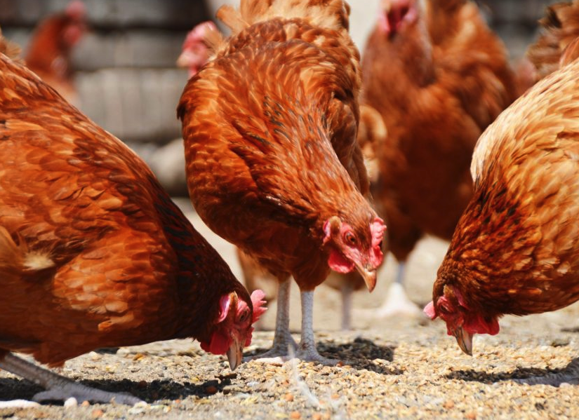 蘭斯頓紅雞的生長周期多久，需要準備什麼飼料?