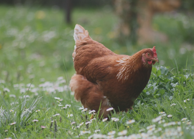 蘭斯頓紅雞的生長周期多久，需要準備什麼飼料?