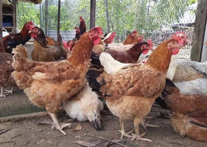烏拉圭巴達紅雞有哪些經濟價值和營養價值?