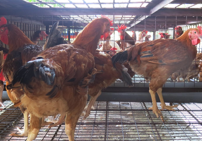 烏拉圭巴達紅雞有哪些經濟價值和營養價值?