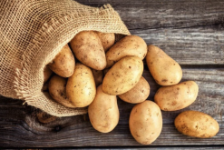 <strong>科羅拉多甜土豆常見的病蟲害有哪些，如何防治?</strong>