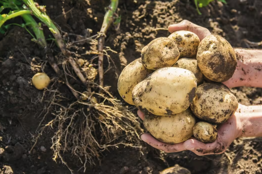 科羅拉多甜土豆怎麼培育種子和進行催芽?