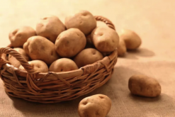 <b>科羅拉多甜土豆有什麼形態特點，對生長環境有什麼要求?</b>