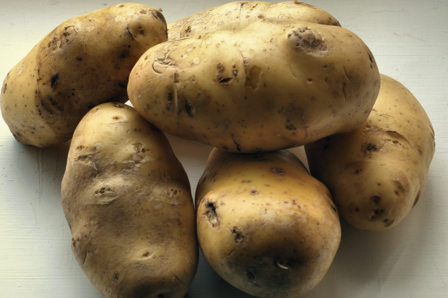 科羅拉多甜土豆有什麼形態特點，對生長環境有什麼要求?